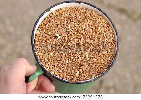 wheat beans