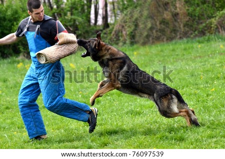 Training Puppies on Dog German Shepherd Dog At A Dog Find Similar Images