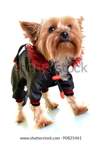 Yorkshire terrier dog in clothes on white background
