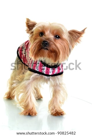 Yorkshire terrier dog in clothes on white background