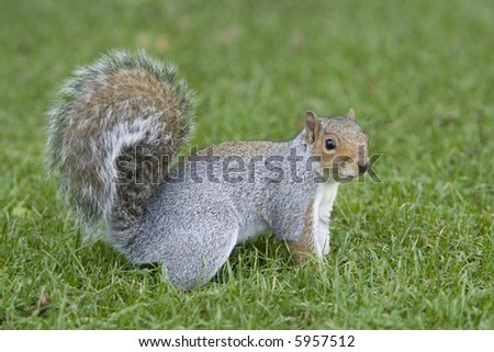 Squirrel at grass in Edinburgh’s Botanic Garden (Scotland)