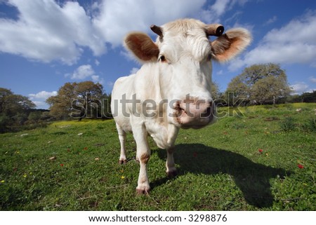 Funny staring cow