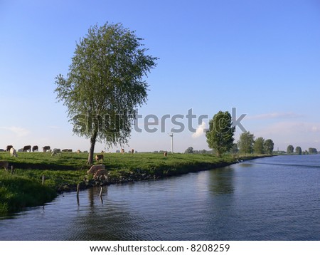 Trees under which cows graze on the water line of a channel in a typical Dutch Polder landscape in Brabant province in the Netherlands.