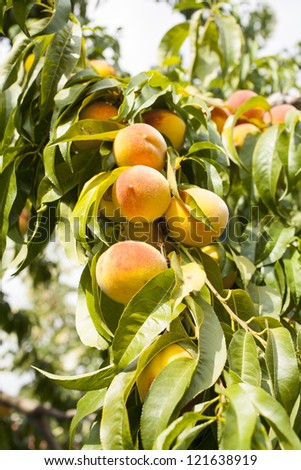 Sweet peaches growing on a peach tree branch with many other peaches blurred in background