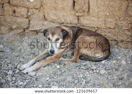 Homeless dirty dog resting near a wall.