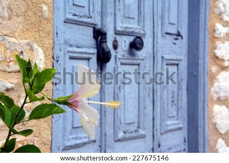Flower in front of an old door, selective focus. From Mediterranean island Megisti, Greece.