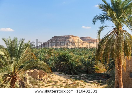 Oasis in Sahara Desert, Africa, Egupt