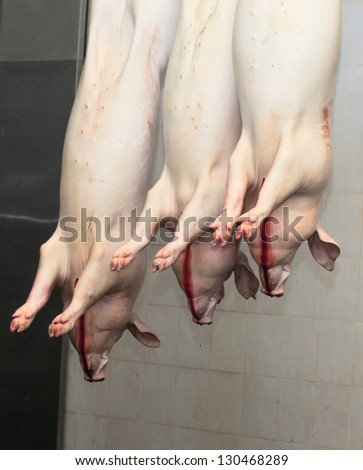 carcasses of pigs in row in meat factory