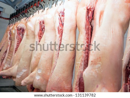 carcasses of pigs in row in meat factory