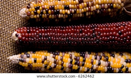Showing three different kind of indian corn.