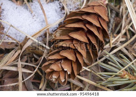 Pine cone resting on dried grass and snow