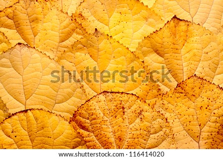 background of leaves piled in the form of scales