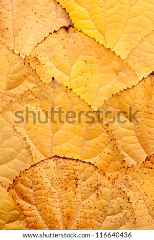 background of leaves piled in the form of scales