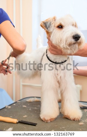 Hairdresser mows fox terrier hair on the hind paw