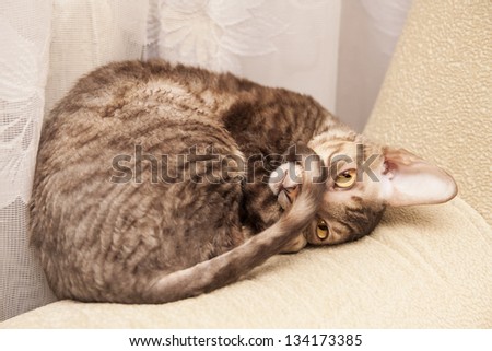 Funny cat lies and close snout tail