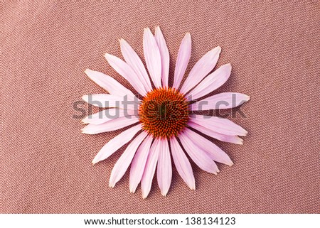 The camomile flower laying on brown tissue