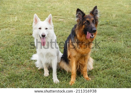 White Swiss and German Shepherds sitting on the grass