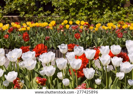 Beautiful flower alley from peonies and tulips
