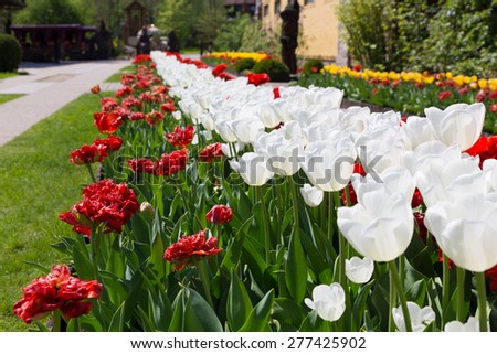 Beautiful flower alley from peonies and tulips