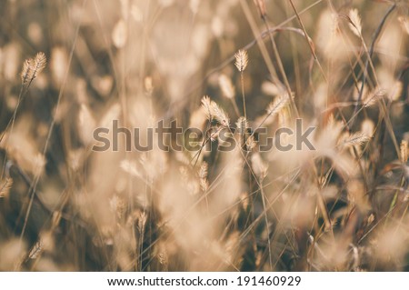 Beautiful  wildflowers background