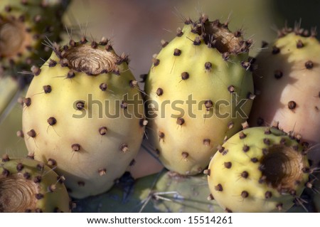 exotic cactus fruits, refreshing even on a hot day