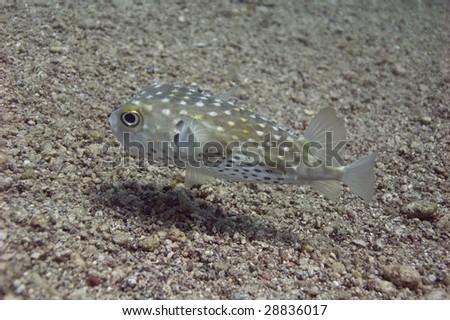 Spotbase burrfish, not as vulnerable as puffer fish, with it's hods he can do serious damage to the attacker