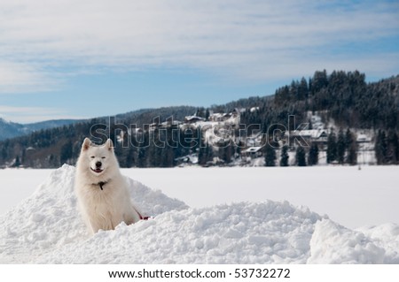 Samoyed Dog in winter. snow and cold - the perfect weather for him!