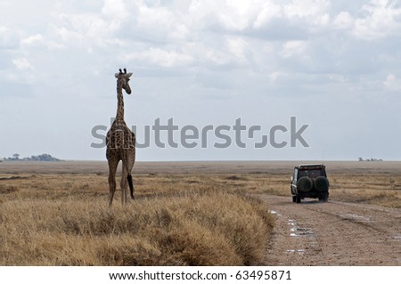 Giraffe looking on passing by safari vehicle in Serengeti national park