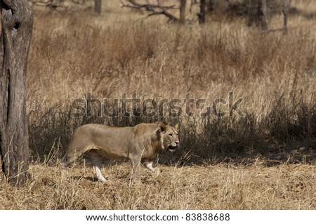 young male lion on a hunt