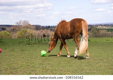 Pony playing with treat toy