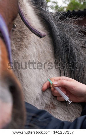 Horse being given an injection