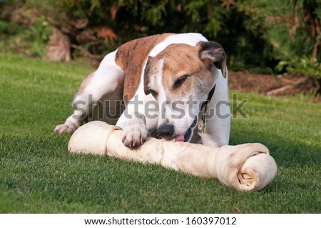 Beautiful dog enjoying his chew bone