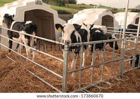 Row of Calf Igloos on a dairy farm. Designed to keep young stock safe and healthy through the winter season