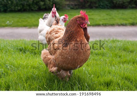 Flock of chickens wandering about free range