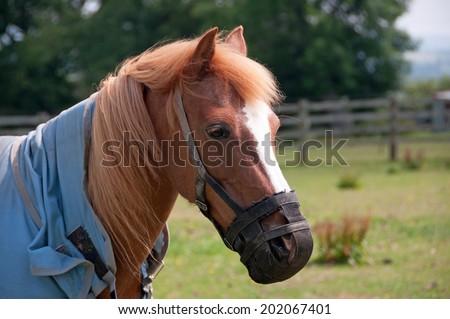 Pony wearing a grazing muzzle to help prevent over eating on the summer grass