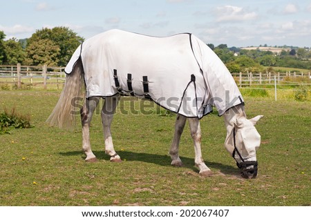Horse wearing a grazing muzzle to prevent him from becoming ill with laminitis & overweight