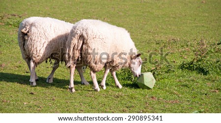 Sheep pushing their toy around in order to get the food out.