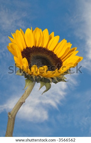 Yellow sunflower stretching towards the sun