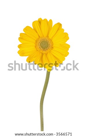 Daisy+flower+with+stem