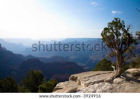 Late evening sun creating layered Silhouettes of the Grand Canyon with Cedar tree in foreground