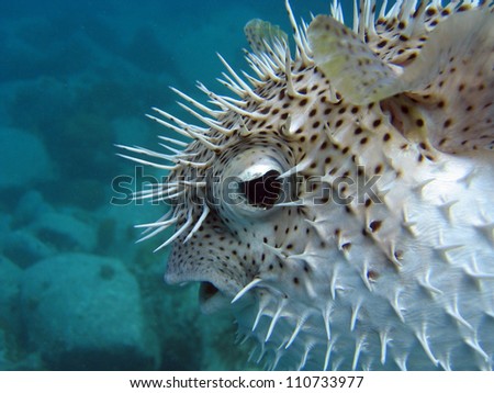 Underwater picture of blowfish