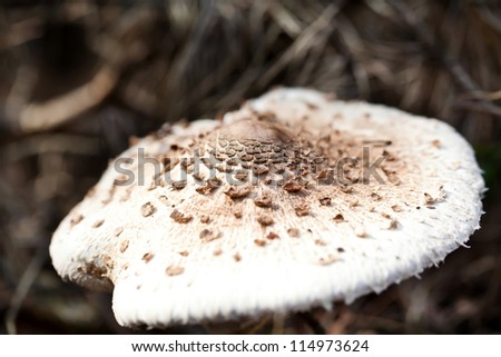 Brown spotted poison toadstool in autumn forest