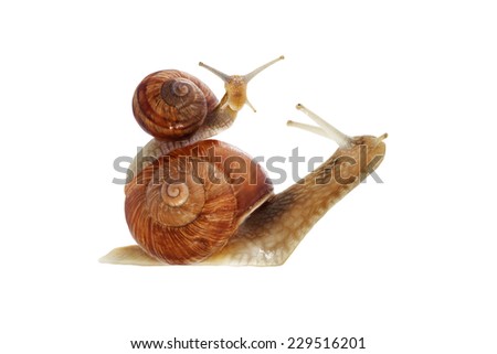 Snail series: snail family - mother and daughter .  The daughter snail is riding the mother snail at the white background .