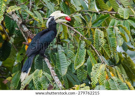 Bird standing on a branch eating fruits (Asian Black Horn-bill)