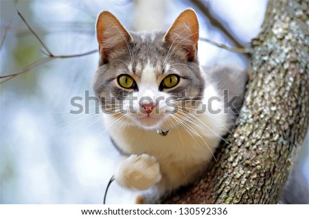 Cute gray and white cat in a tree looking for birds.