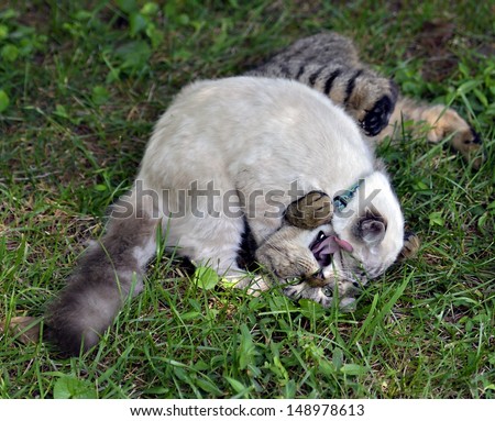 Two cats play fighting in the grass, the tabby appears to be yelling for help.