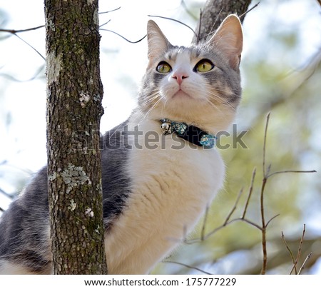 A gray and white kitten in a tree looking up watching the birds.