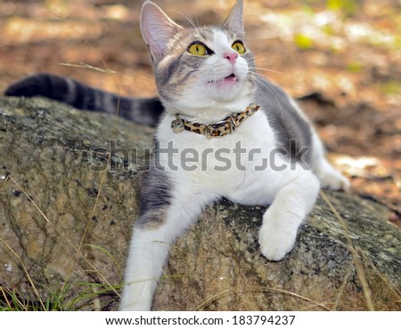 A cute gray and white kitten with yellow eyes lying on a rock looking up at something.