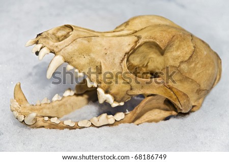 http://image.shutterstock.com/display_pic_with_logo/94845/94845,1294066450,2/stock-photo-the-skull-of-a-small-animal-in-the-snow-68186749.jpg