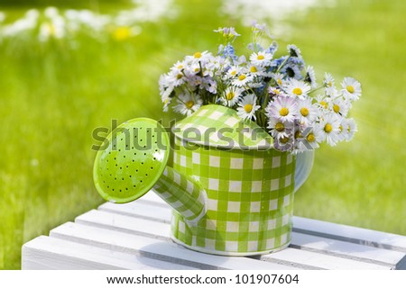 Daisy flowers in watering can